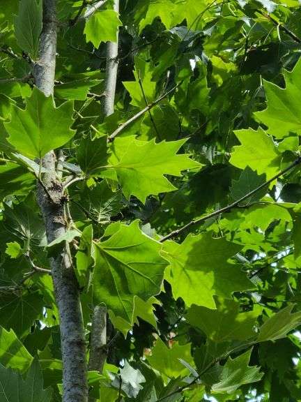 London Planetree