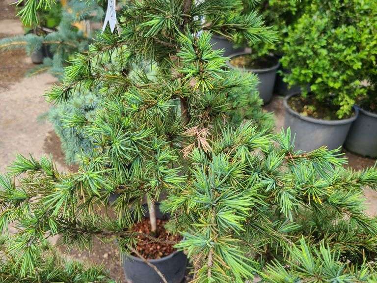 Cedar