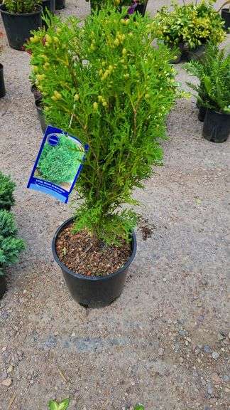 Little Giant Arborvitae
