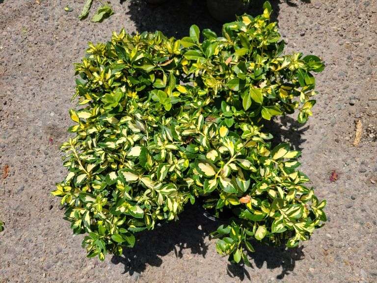 4) Moonshadow Euonymus Shrubs