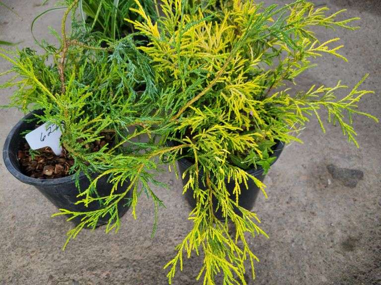 2) False Cypress