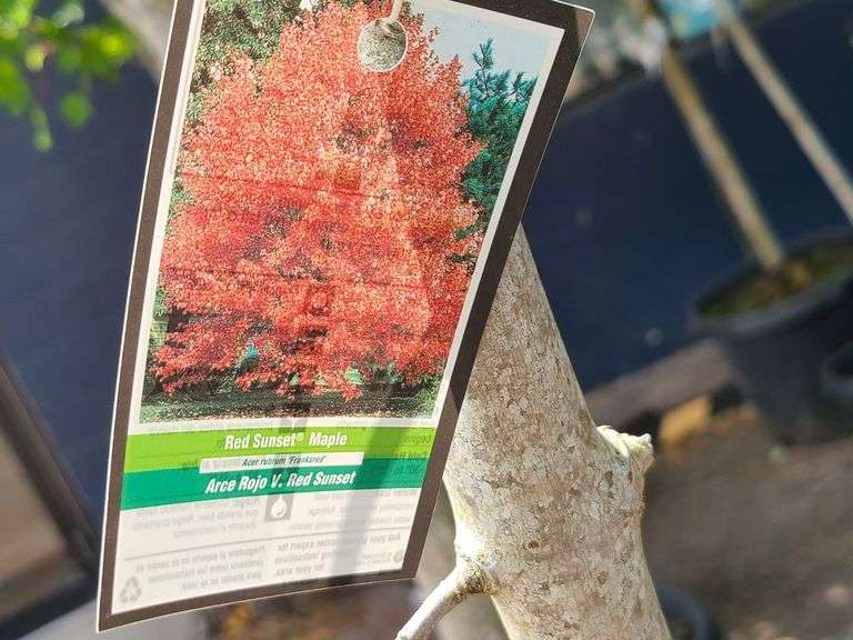 Red Sunset Maple