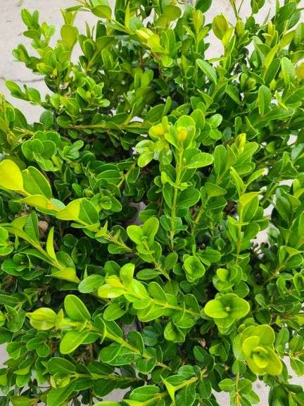 4) Winter Gem Boxwood