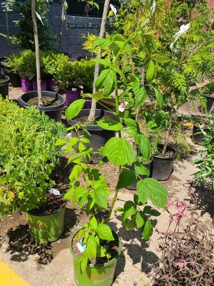 Heritage Raspberry