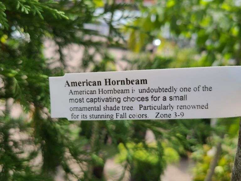 American Hornbeam