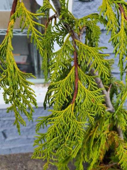 Alaskan Cedar