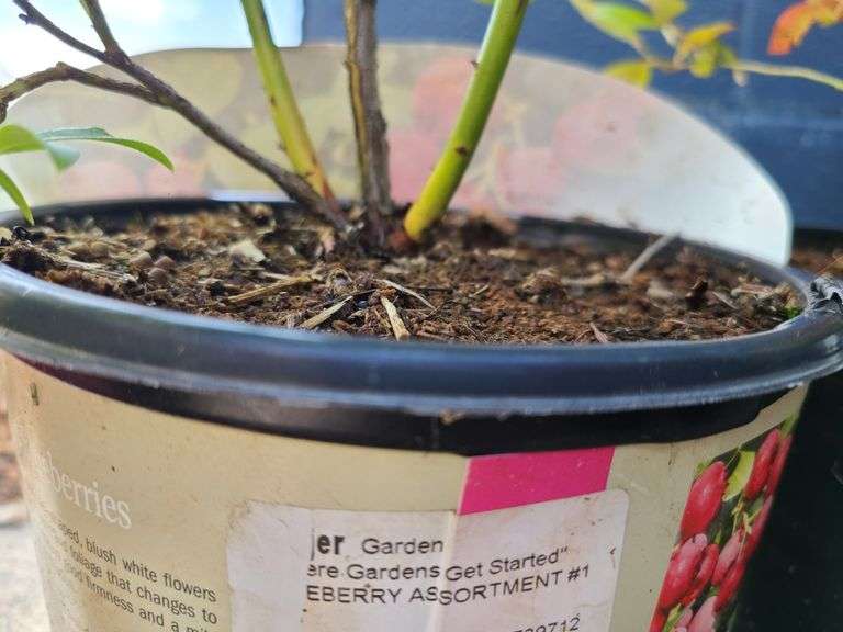 3) Pink Lemonade Blueberry Bushes