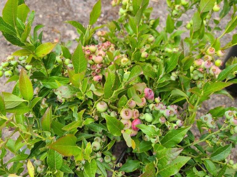3) Highbush Blueberry