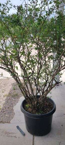 Bluecrop Blueberry Tree