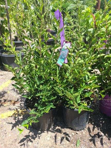 4) Miss Kim Lilac Plants