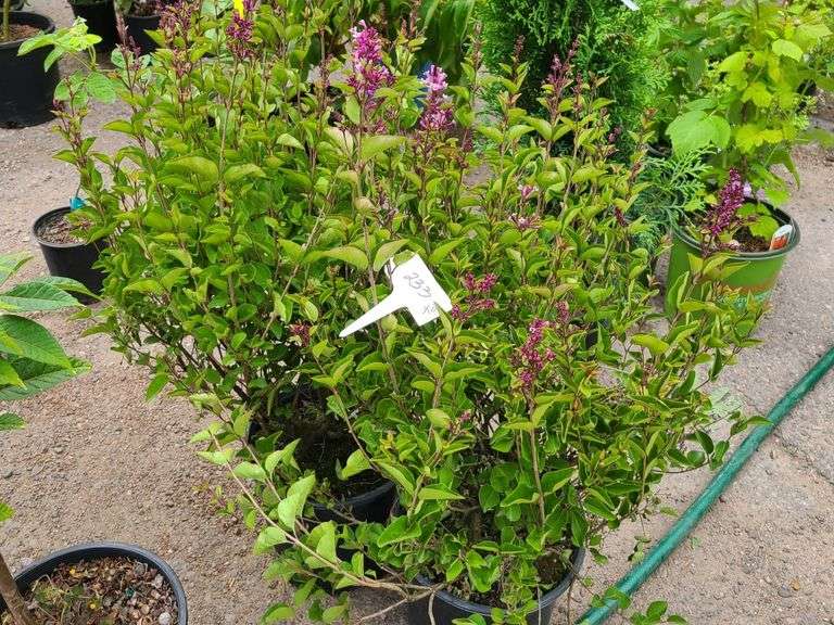 2) Josee Reblooming Lilac