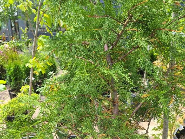 Leyland Cypress