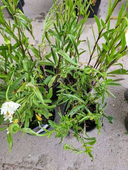 4) Shasta Daisies
