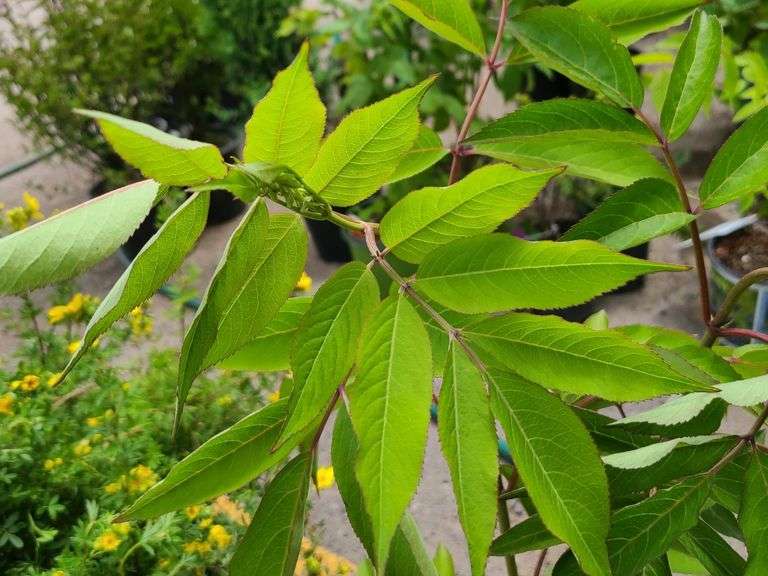 2) Bob Gordon Elderberry