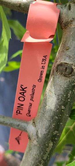 Pin Oak Tree