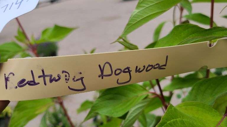 2) Redtwig Dogwood
