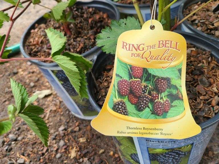 4) Thornless Boysenberry