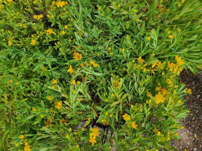 4) Cobalt-N-Gold Hypericum