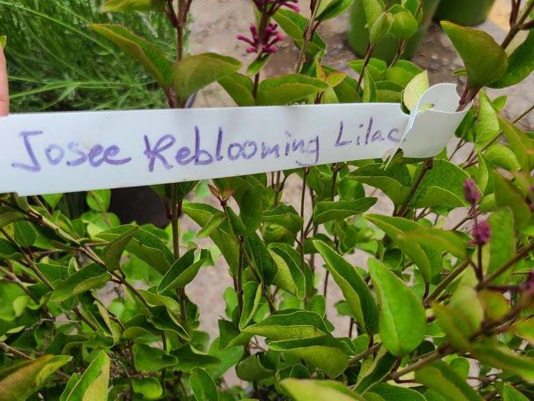 4) Josee Reblooming Lilac