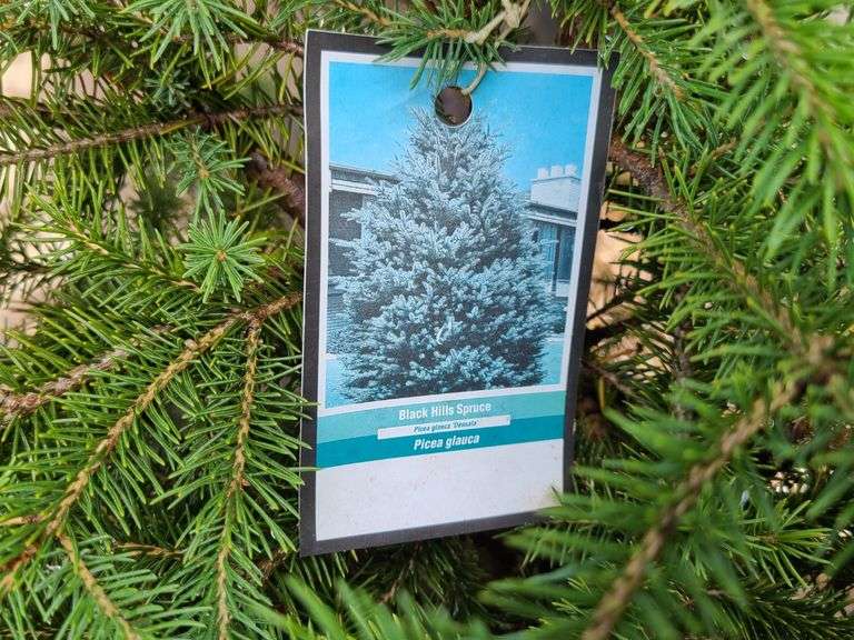 Black Hills Spruce