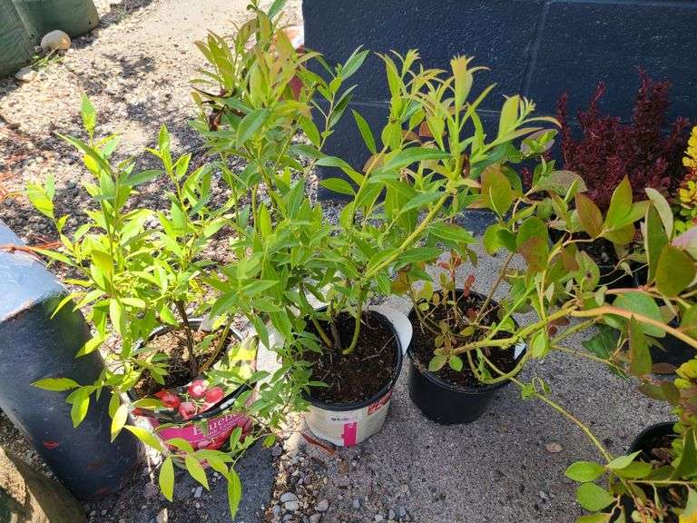3) Pink Lemonade Blueberry Bushes