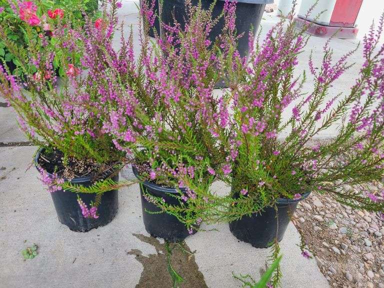 3) Purple Heather Calluna Vulgaris