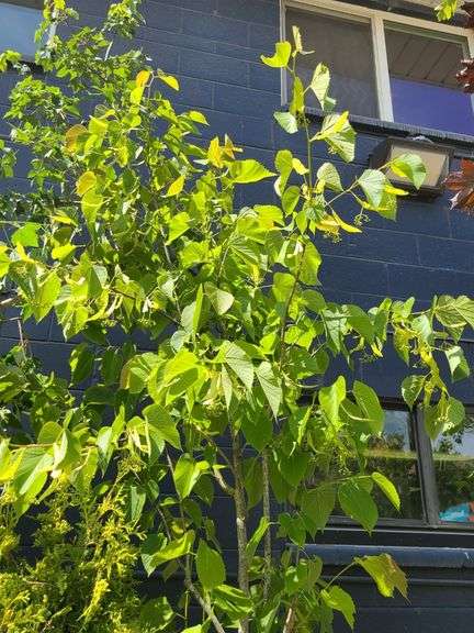 Linden Tree