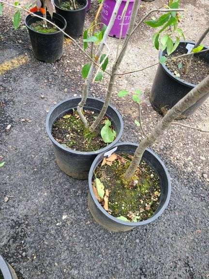 2) Crabapple Trees