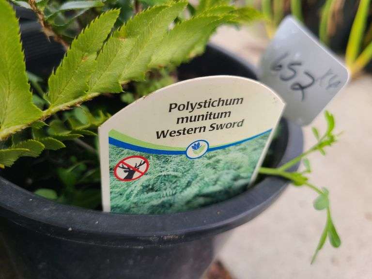 6) Polystichum Munitum Western Sword