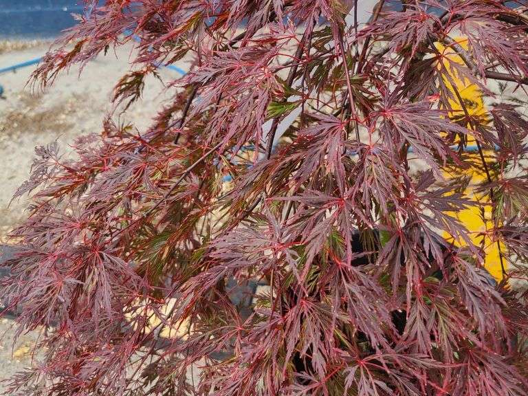 Lace Leaf Japanese Maple