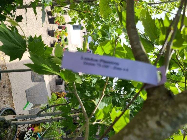 London Planetree