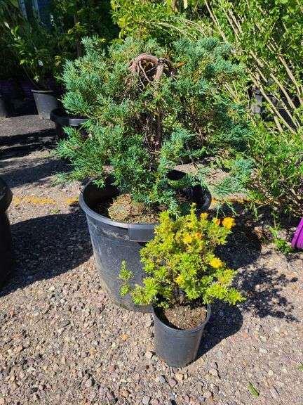 Juniperus Hor Blue Chip, Marmalade Pontenilla