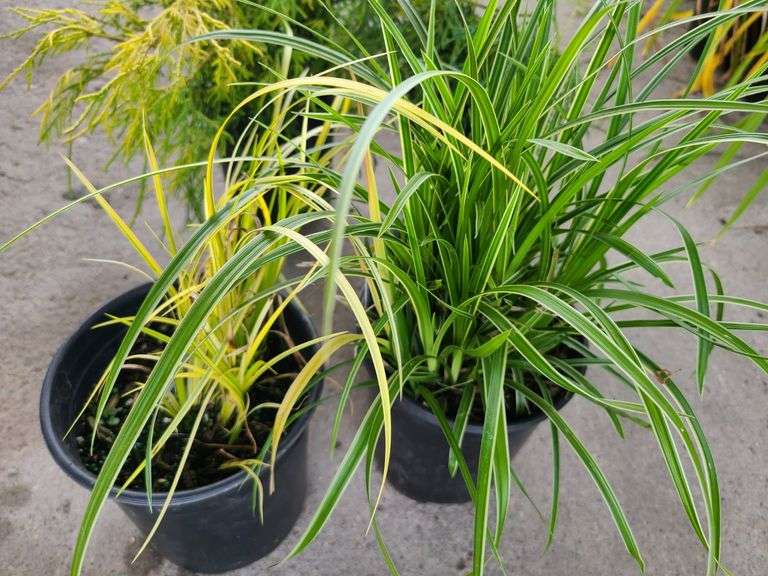 2) Carex Ice Dance