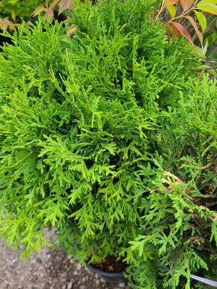 2) Little Giant Arborvitaes