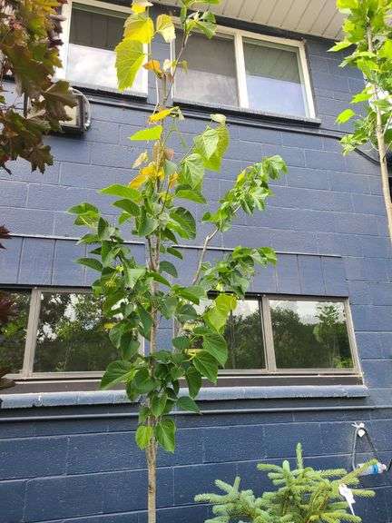 Linden Tree