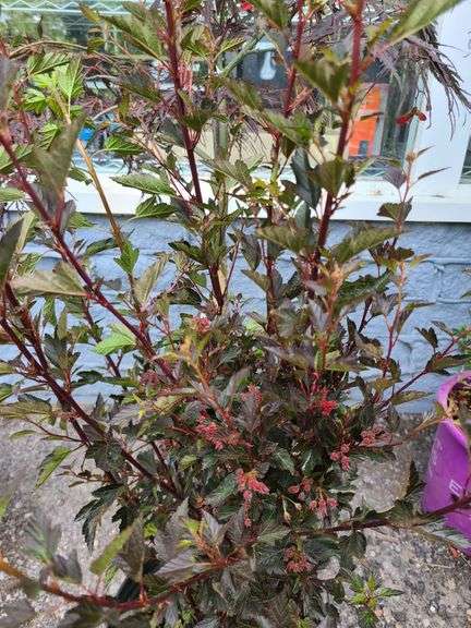 Japanese Maple, Tree