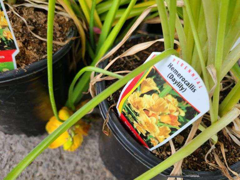 6) Daylily