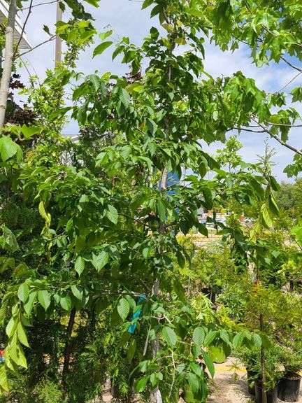American Hornbeam Tree