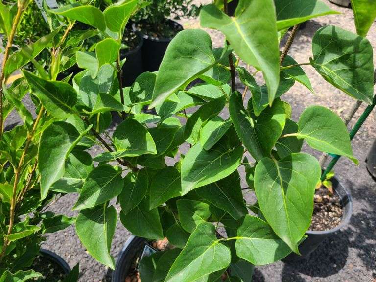 Miss Kim Lilac, Old Fashioned Purple Lilac