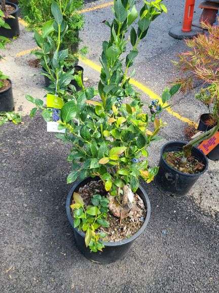 Blueberry Plant