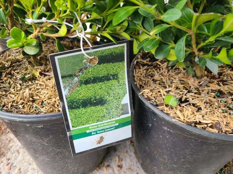 5) Winter Gem Boxwood