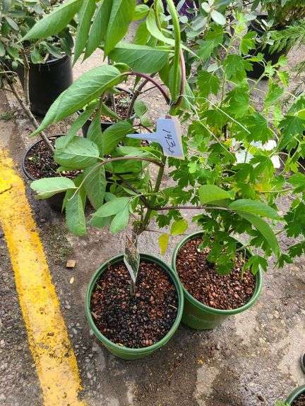 Crandall Black Currant and Bob Gordon Elderberry