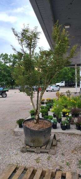 Okushimo Upright Green Japanese Maple