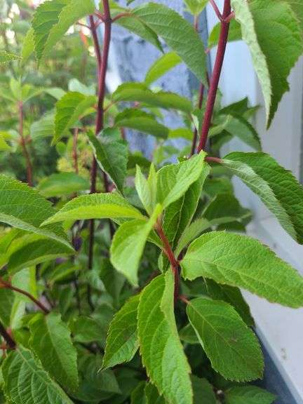 3) Hydrangea Plants