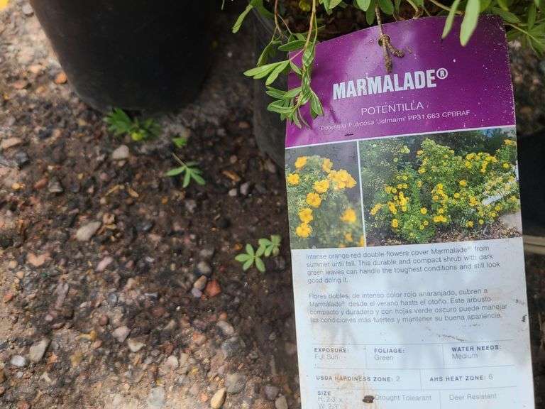 5) Marmalade Potentilla