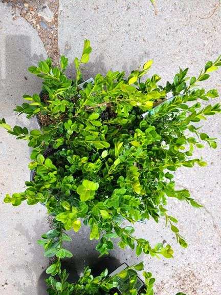 4) Winter Gem Boxwood