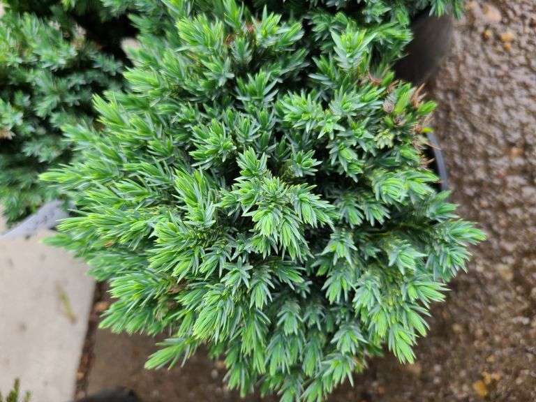 6) Blue Star Juniper