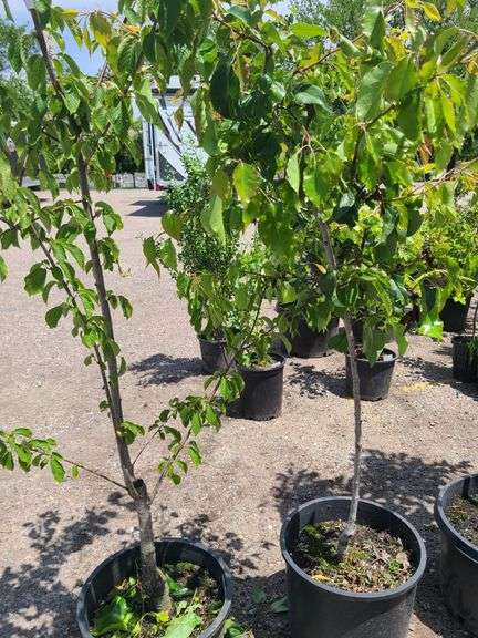 Bradford Pear, Cherry Tree