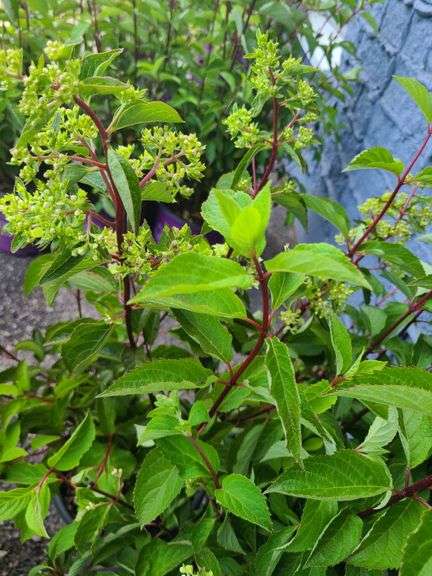 3) Hydrangea Plants