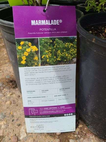 5) Marmalade Potentilla